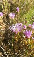 Lampranthus stenus