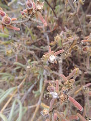 Drosanthemum calycinum