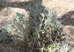 Parthenium argentatum