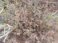 Drosanthemum calycinum