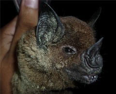 Phyllostomus hastatus