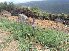 Salvia sonomensis