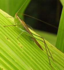 Conocephalus conocephalus