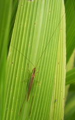 Conocephalus conocephalus
