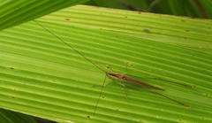 Conocephalus conocephalus