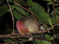 Lagonosticta senegala rendalli