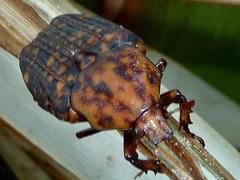 Porphyronota