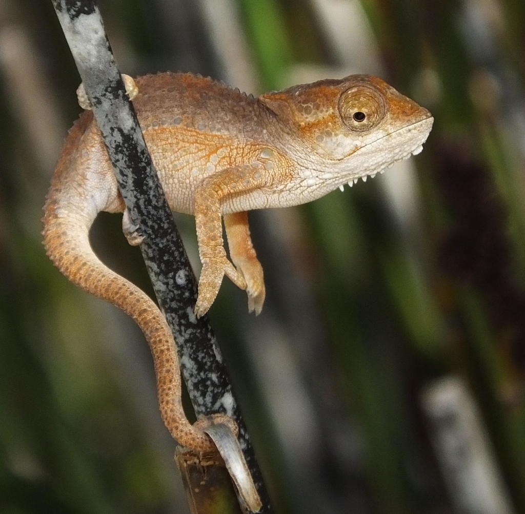 Knysna Dwarf Chameleon from Garden Route Botanical Garden on February ...