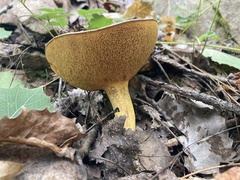 Suillus subaureus