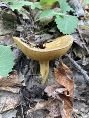 Suillus subaureus