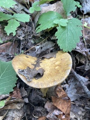 Suillus subaureus