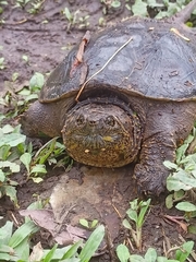 Chelydra acutirostris