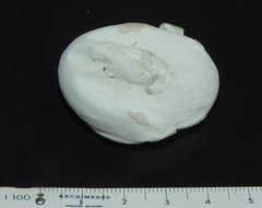 Podocnemididae