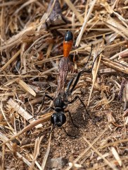 Ammophila cleopatra