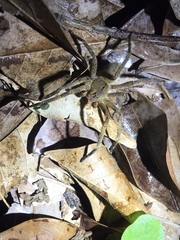 Phoneutria nigriventer