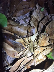 Phoneutria nigriventer