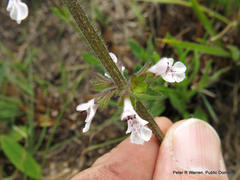 Stachys nigricans