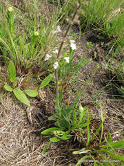 Stachys nigricans