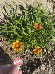 Gazania