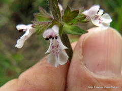 Stachys nigricans