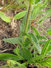 Stachys nigricans