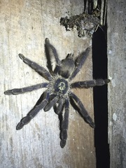 Tapinauchenius plumipes