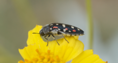 Acmaeodera gibbula