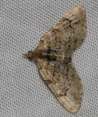 Chloroclystis conversa