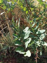 Robinia pseudoacacia
