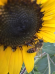 Apis mellifera