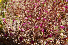 Erythranthe montioides