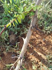 Robinia pseudoacacia