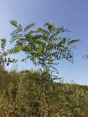 Robinia pseudoacacia