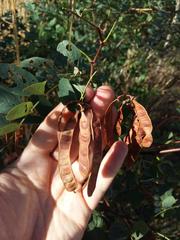 Robinia pseudoacacia
