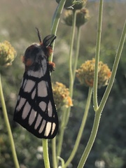 Hemileuca chinatiensis