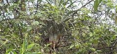 Tillandsia cucaensis