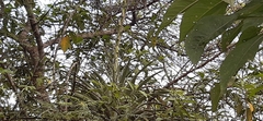 Tillandsia cucaensis