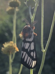 Hemileuca chinatiensis