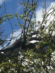 Hemiphaga novaeseelandiae