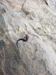 Plethodon shenandoah
