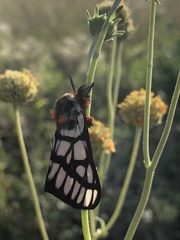 Hemileuca chinatiensis