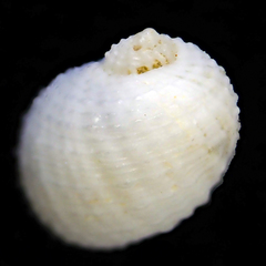 Vanikoro sigaretiformis