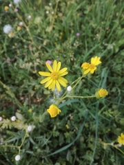 Senecio vernalis
