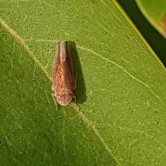 Idiodonus cruentatus