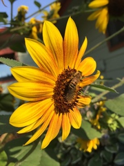 Apis mellifera