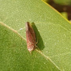 Idiodonus cruentatus