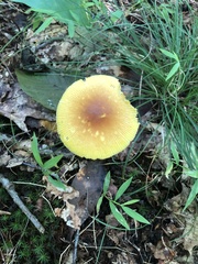 Amanita arkansana