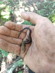 Scincella gemmingeri