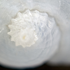 Vanikoro sigaretiformis