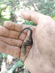 Scincella gemmingeri